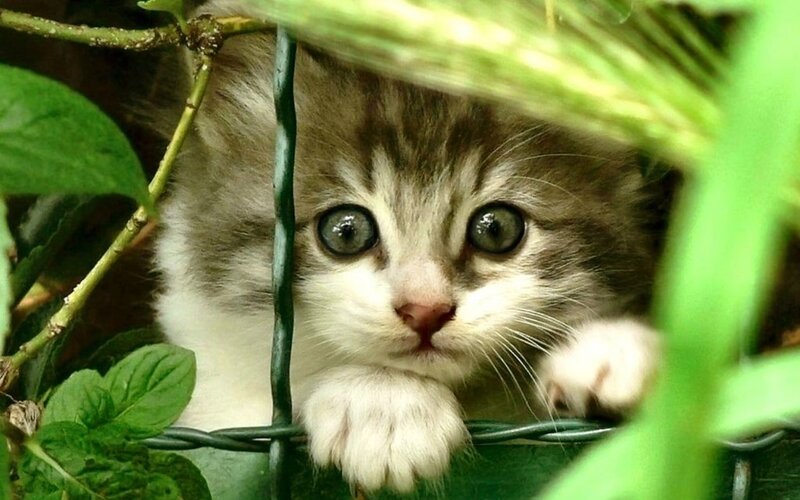 Kitten Behind Wire Fence
