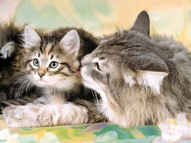 kitten being groomed by adult cat
