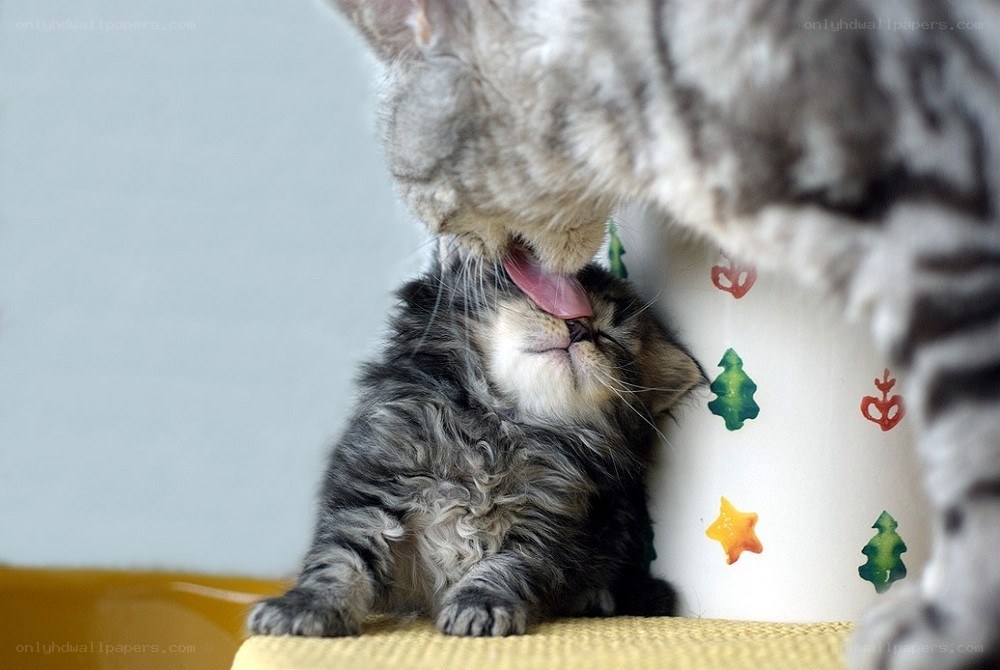 Kitten being groomed by mother cat