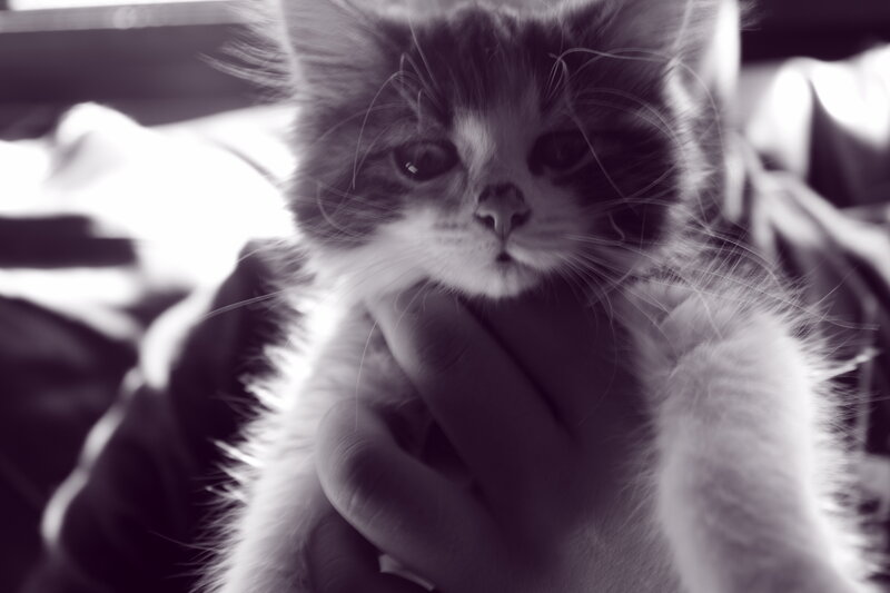 kitten being held gently