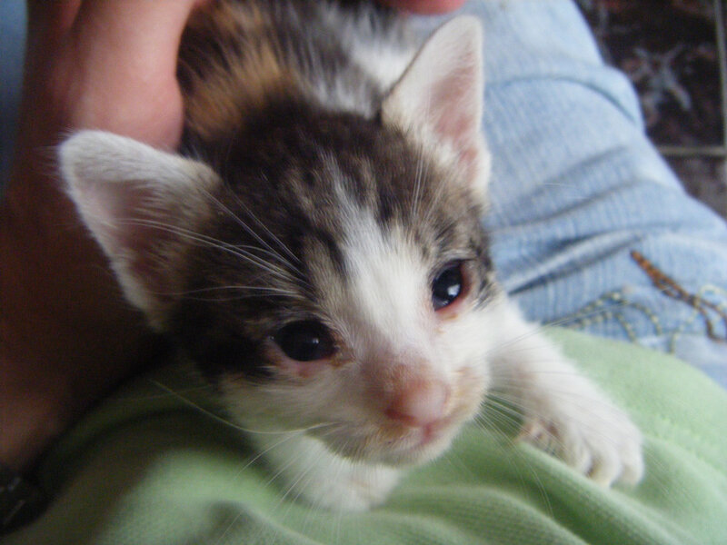 kitten being held on lap