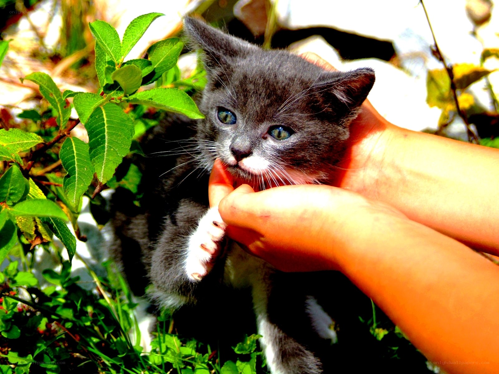 kitten being held outdoors