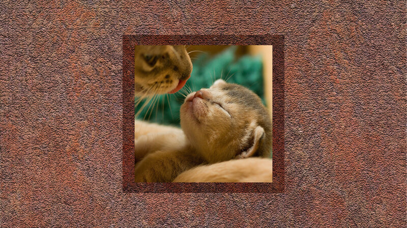 Kitten Being Licked — Brown