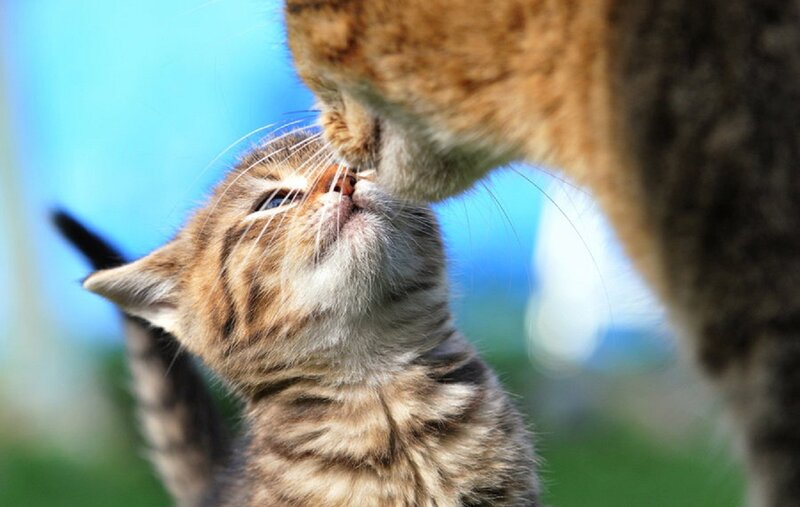 Kitten Being Licked by Adult Cat
