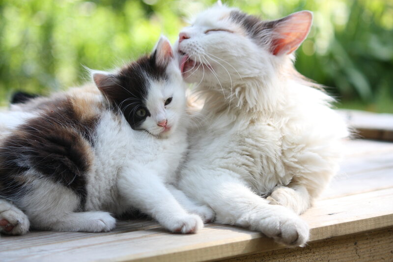 Kitten Being Licked by Cat