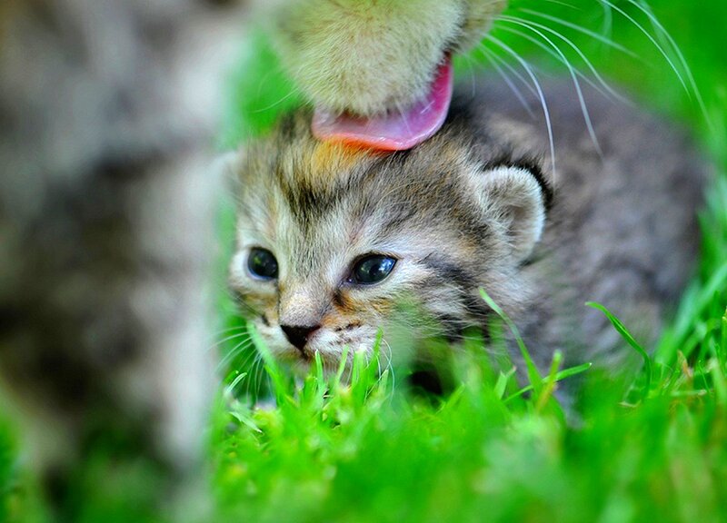 Kitten Being Licked