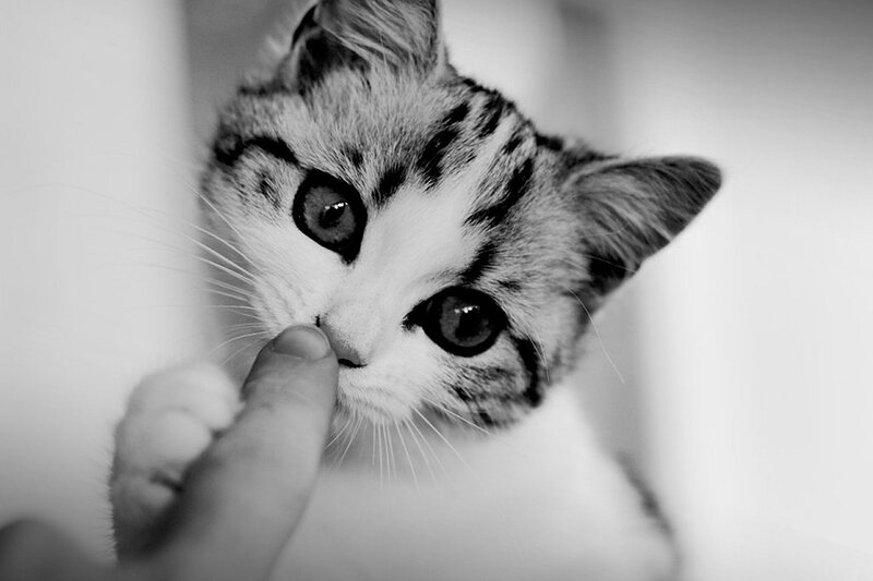 Kitten Being Petted