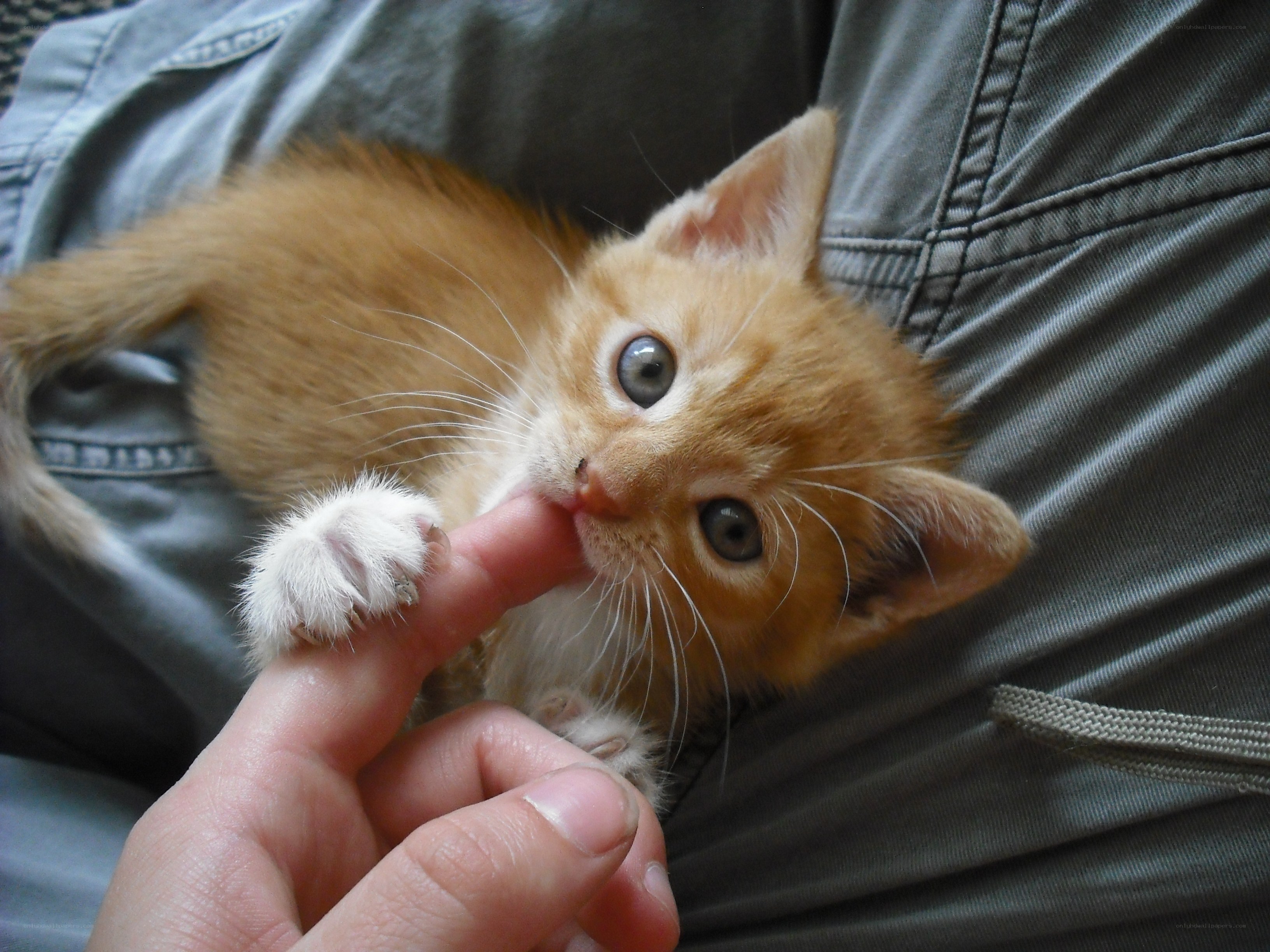 kitten biting finger