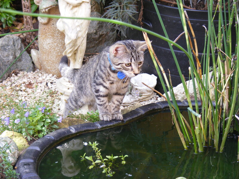 kitten by a garden pond