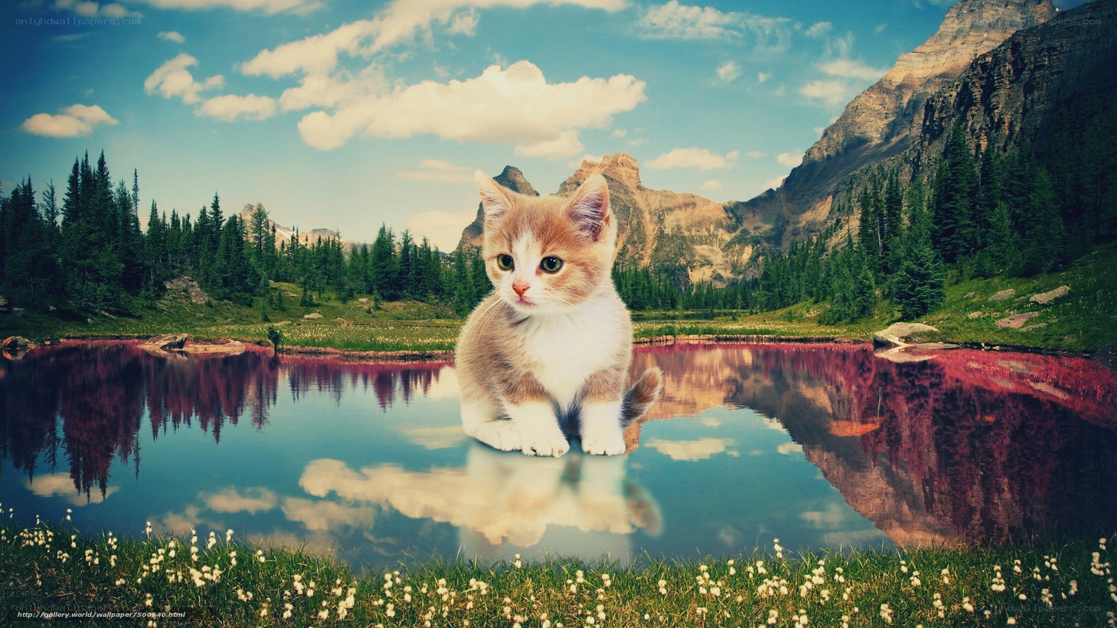 kitten by a mountain lake