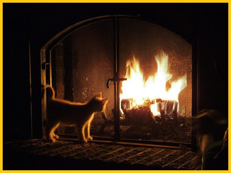 Kitten by Fireplace