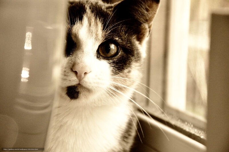 kitten by the window