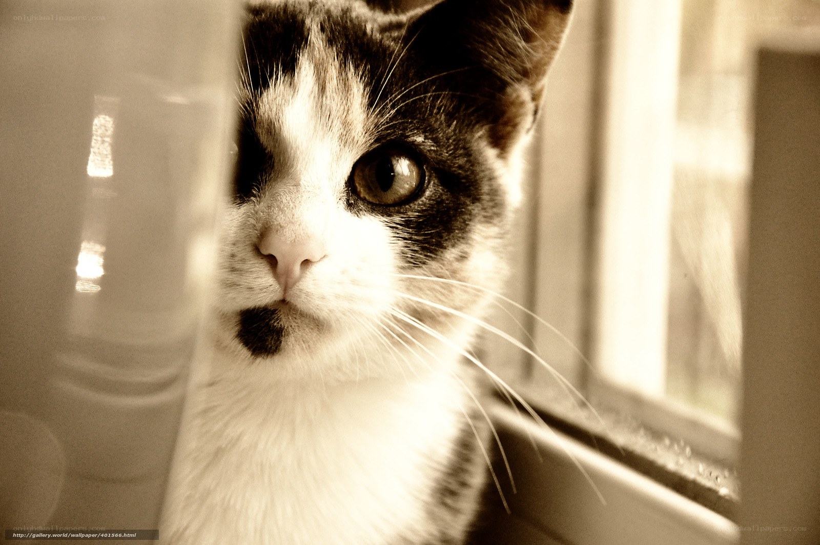 kitten by the window