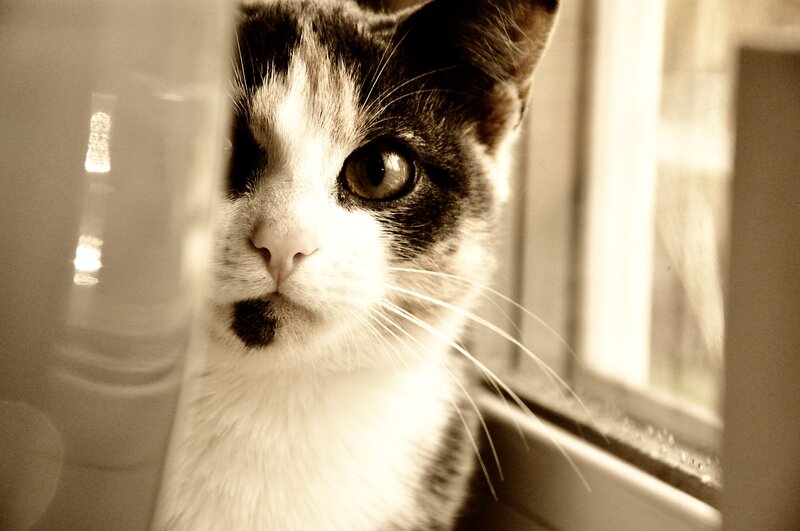 kitten by the window