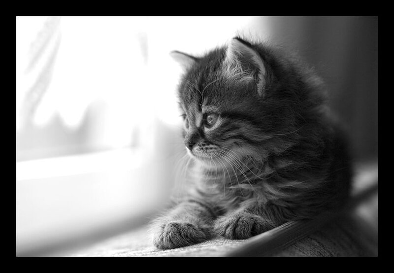 kitten by the window