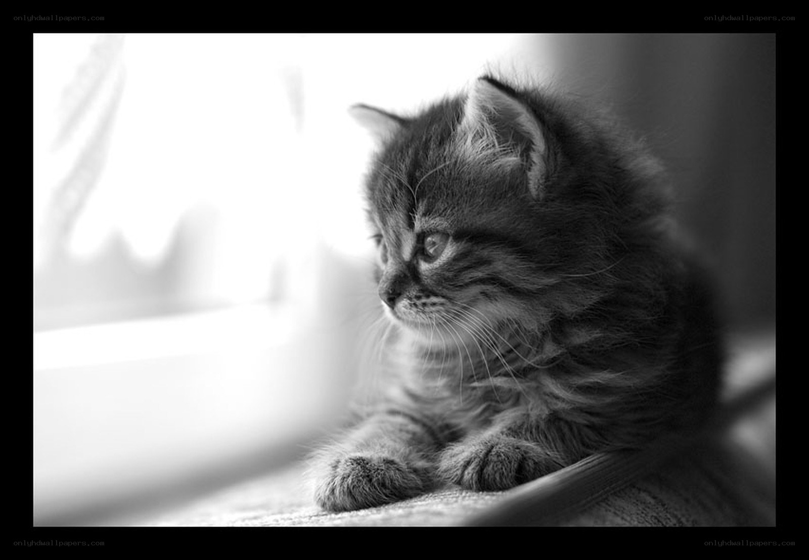 kitten by the window