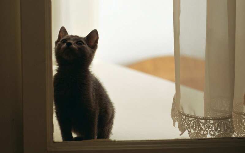 kitten by the window