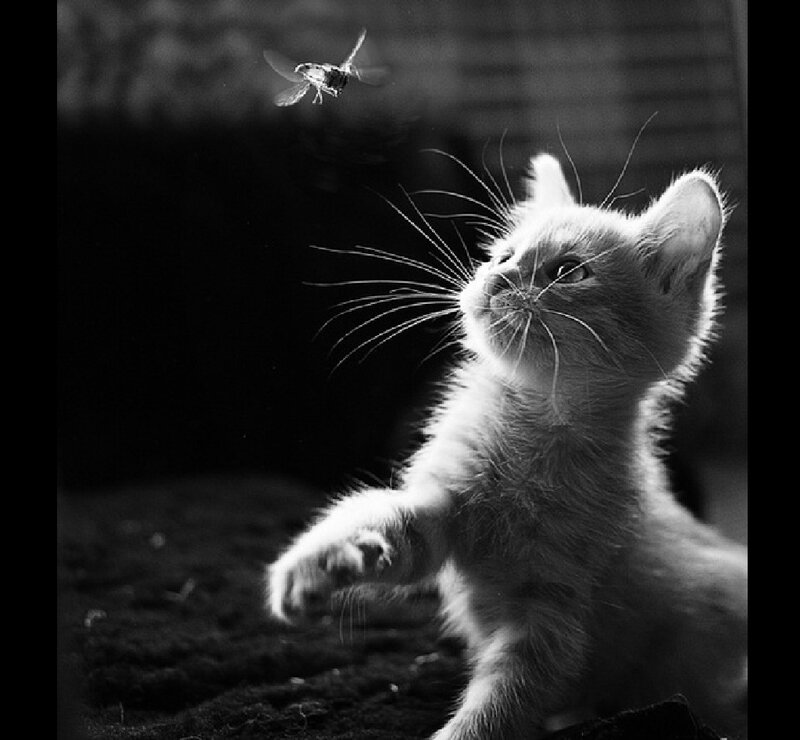 Kitten Chasing a Fly