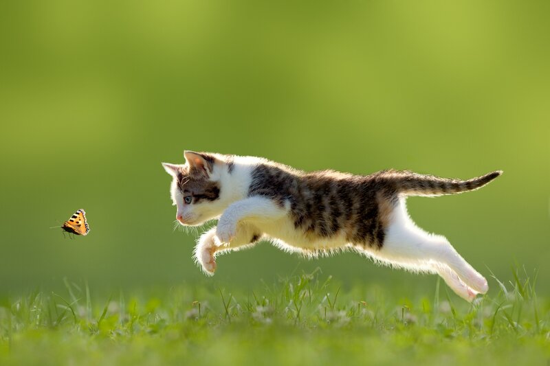 Kitten Chasing Butterfly — Green