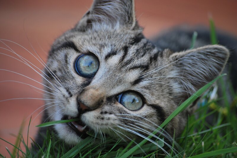 kitten chewing grass