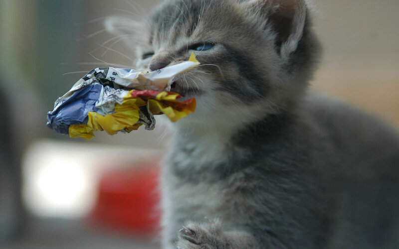 kitten chewing on trash