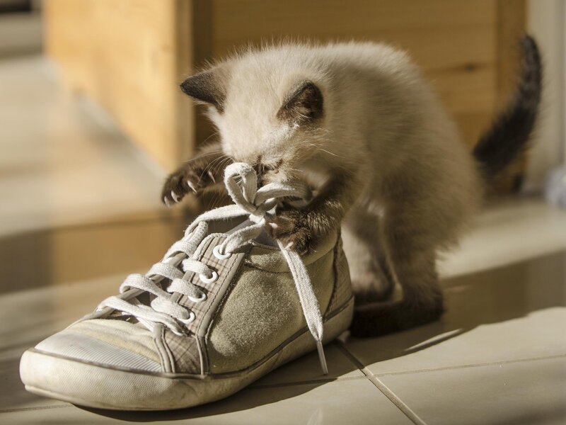 Kitten Chewing Shoe