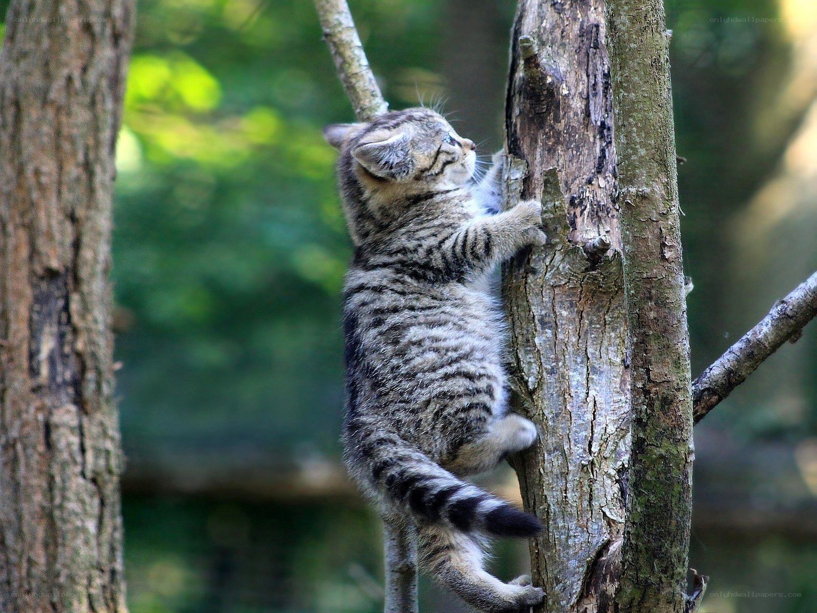 kitten climbing a tree