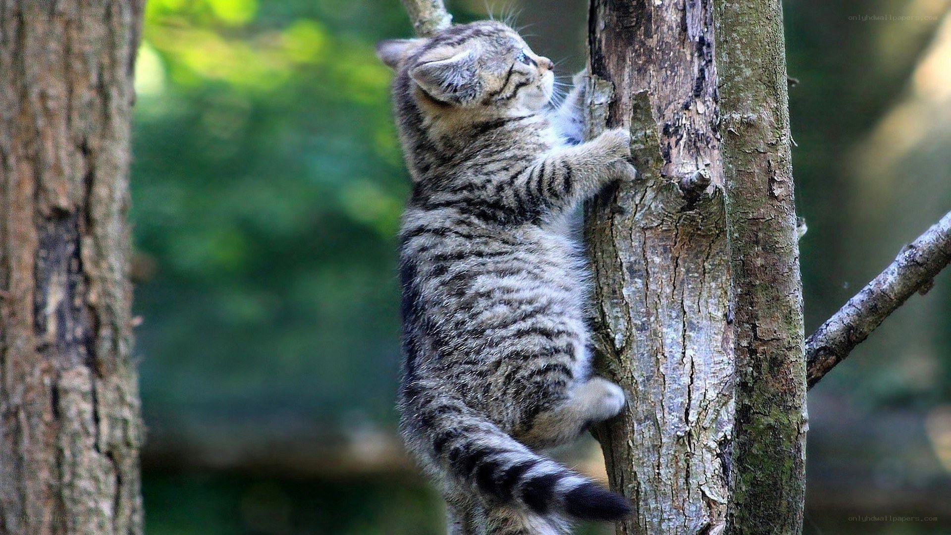 kitten climbing a tree