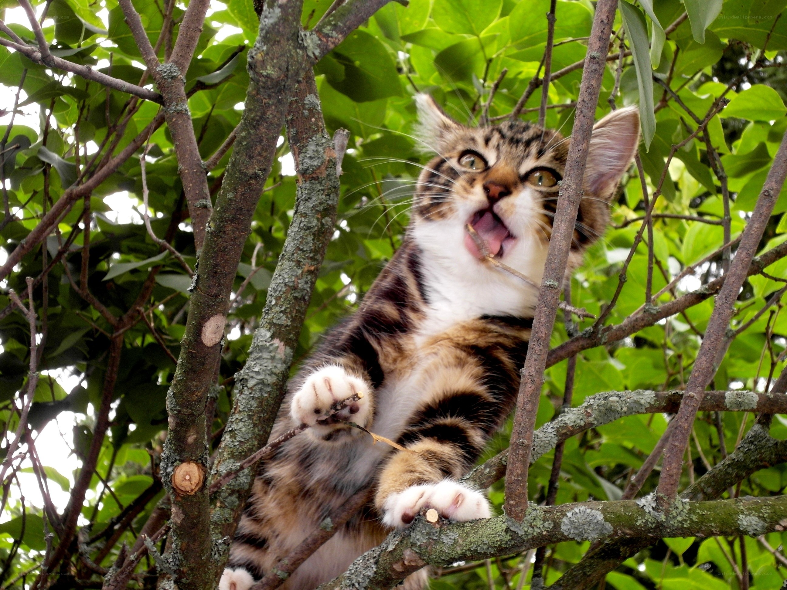 kitten climbing a tree