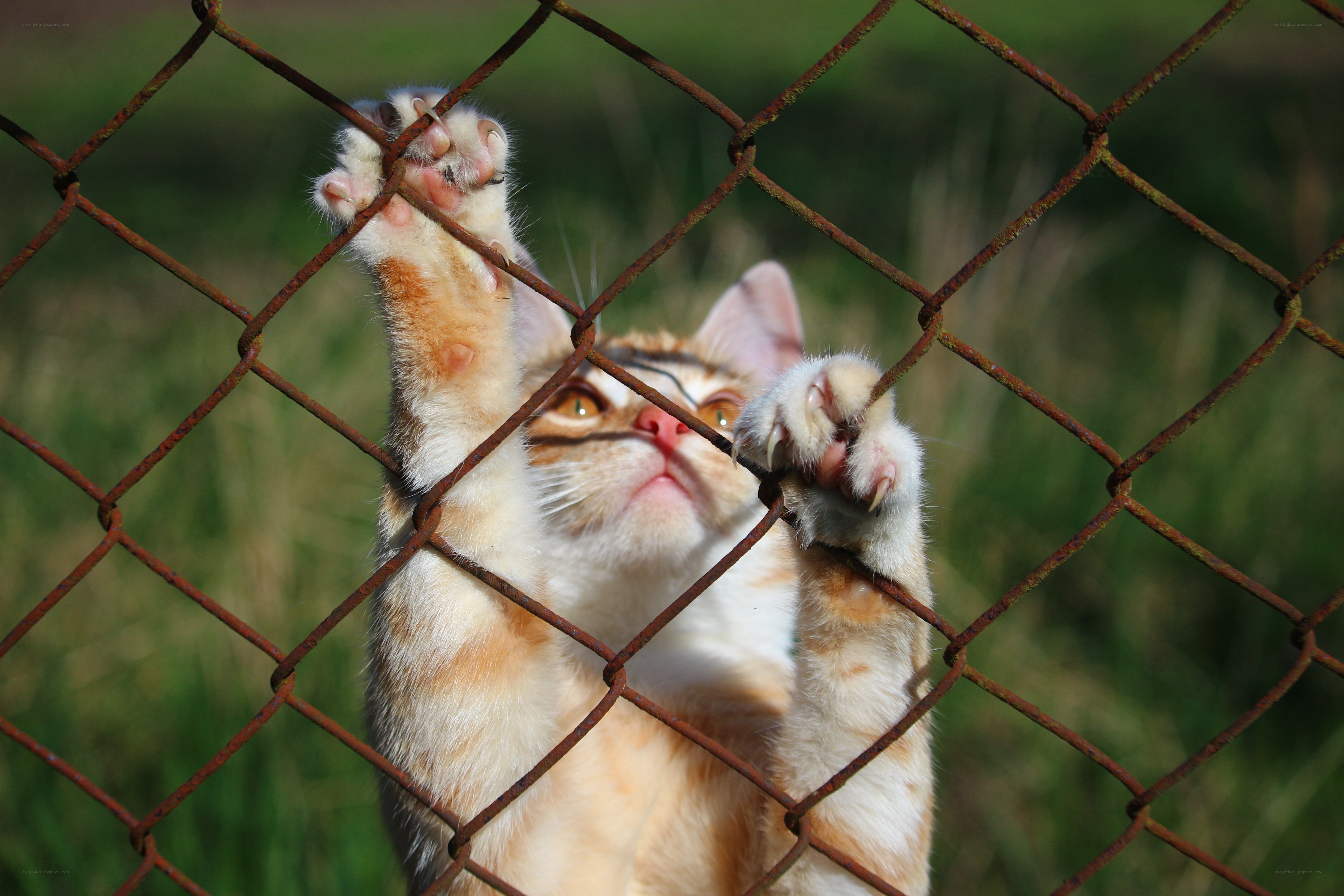 kitten climbing fence