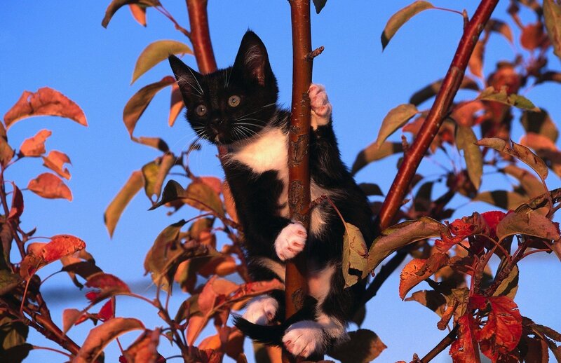 kitten climbing tree branch