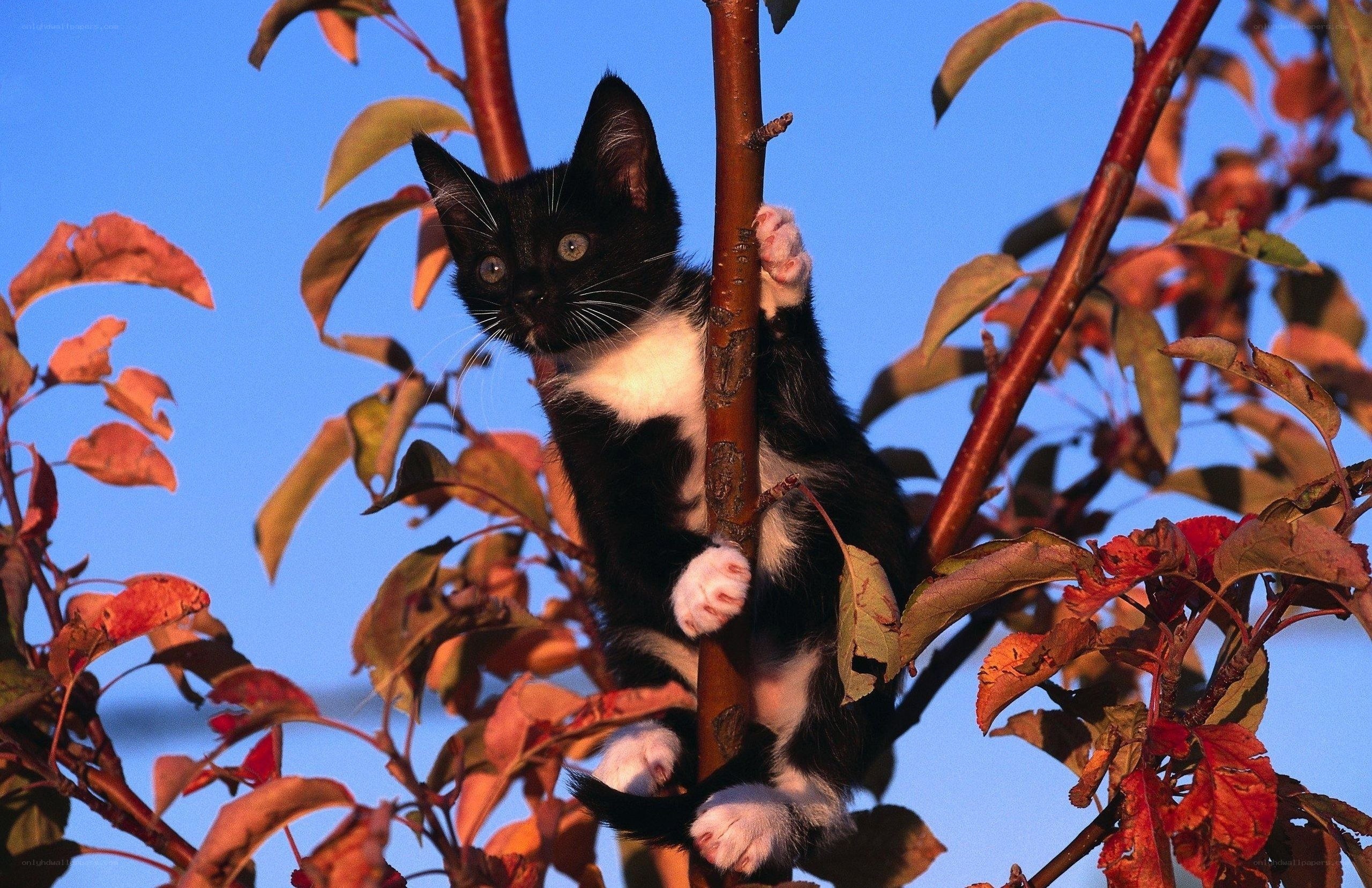 kitten climbing tree branch