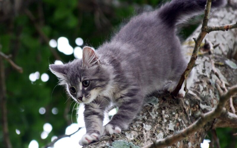 kitten climbing tree branch