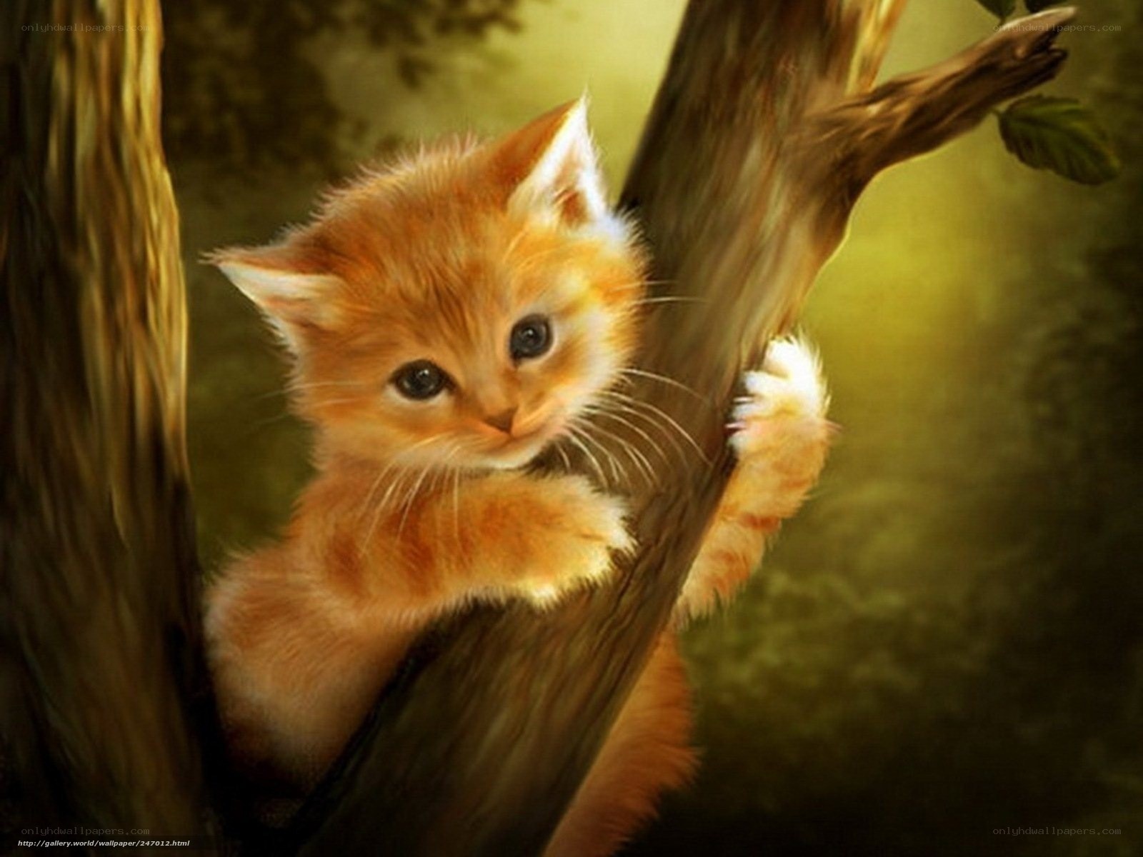 kitten climbing tree