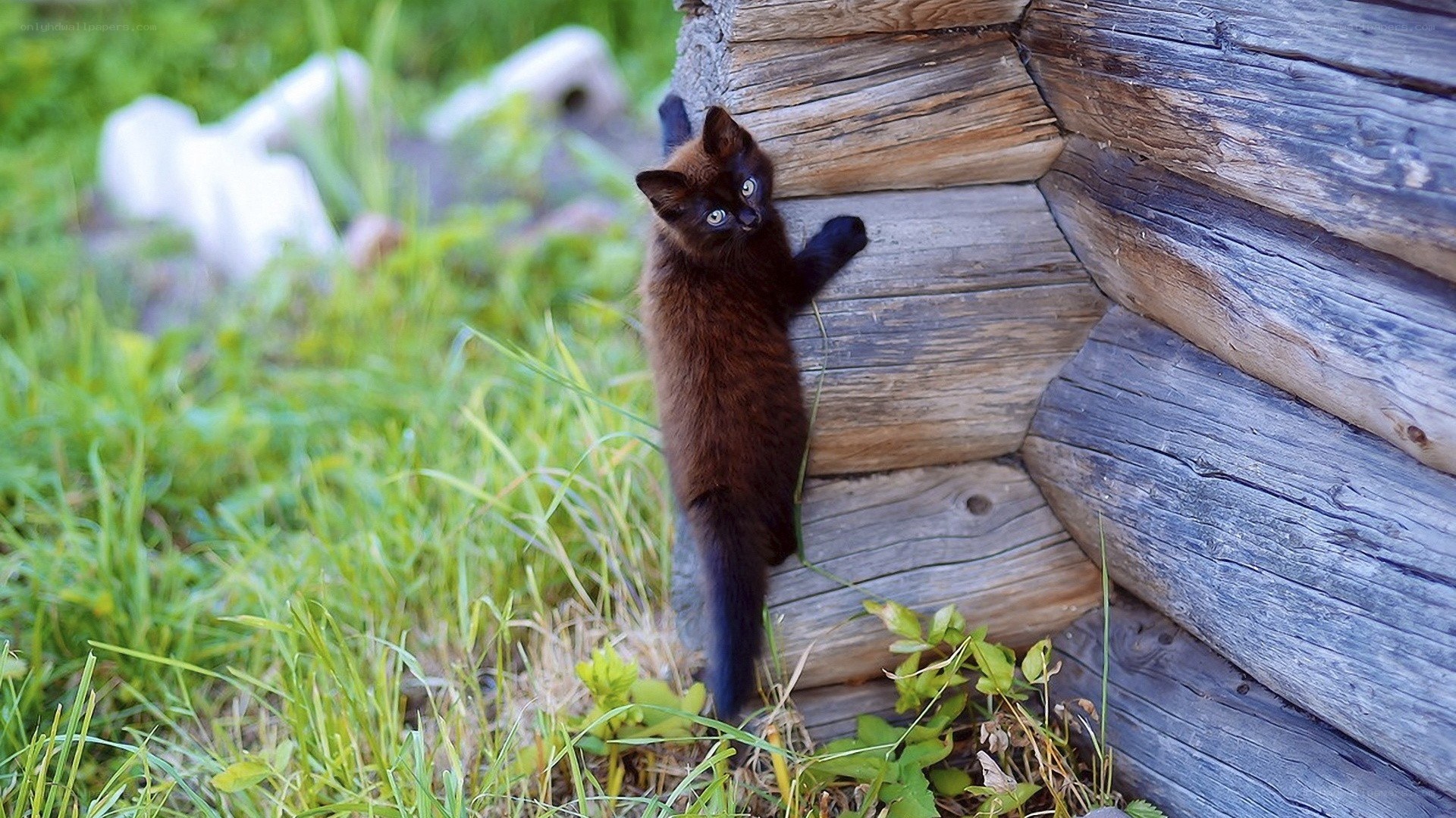 kitten climbing wooden log