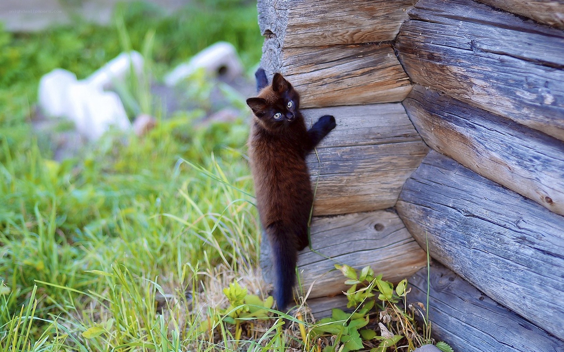 kitten climbing wooden log