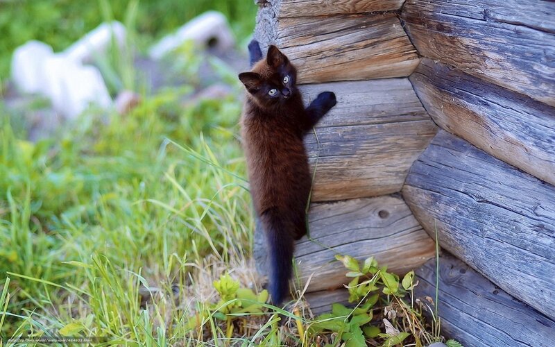 kitten climbing wooden log