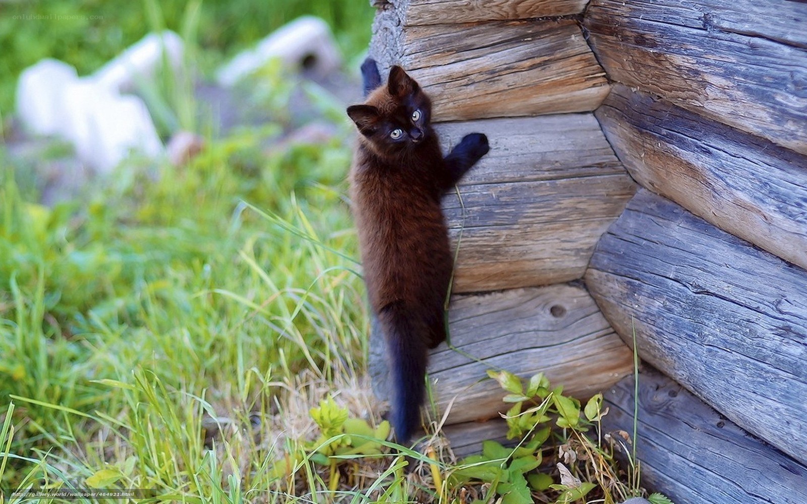 kitten climbing wooden log