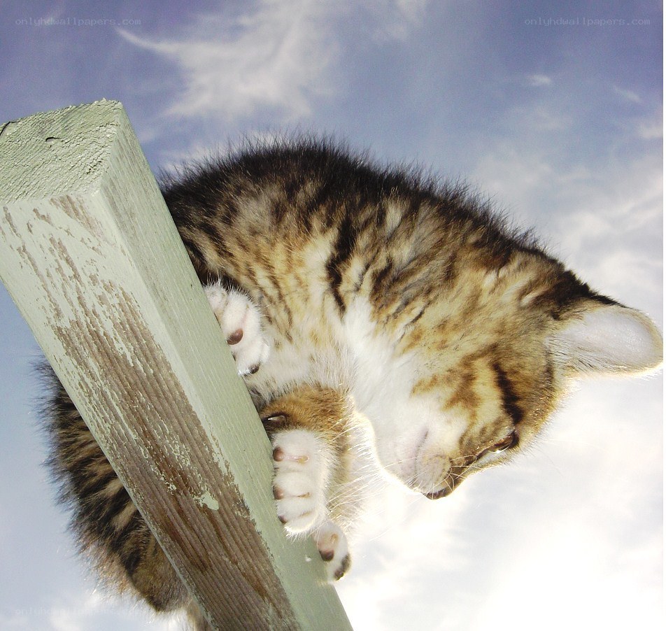 kitten climbing wooden post