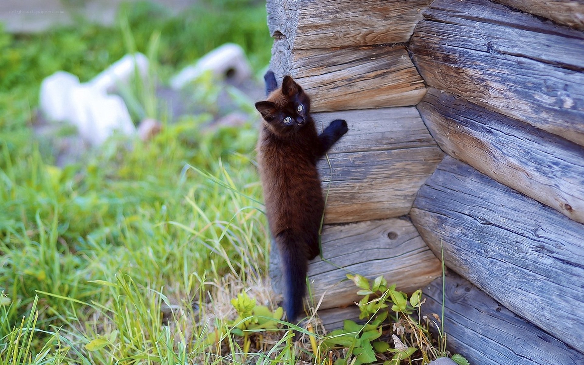 kitten climbing wooden wall
