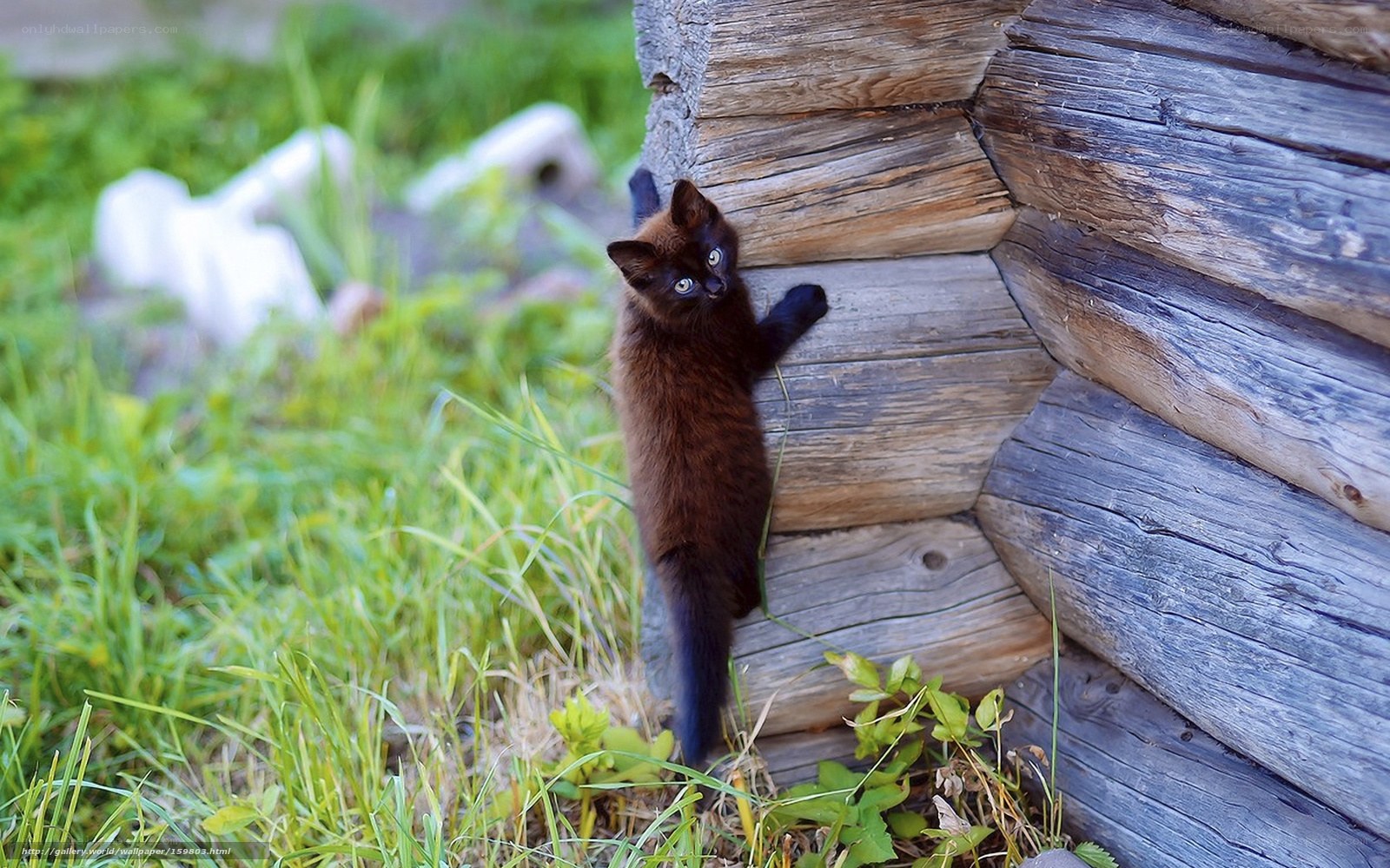 kitten climbing wooden wall