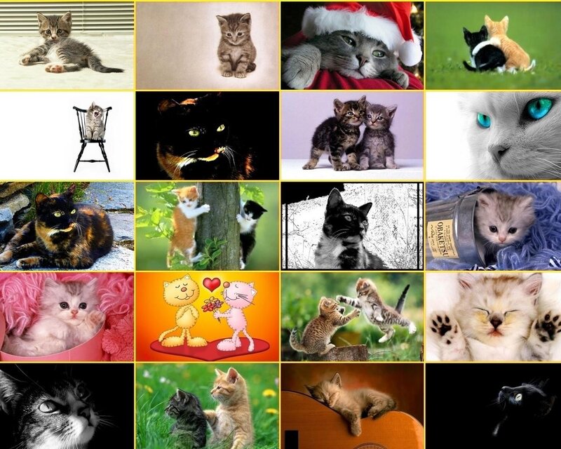 kitten collage collection
