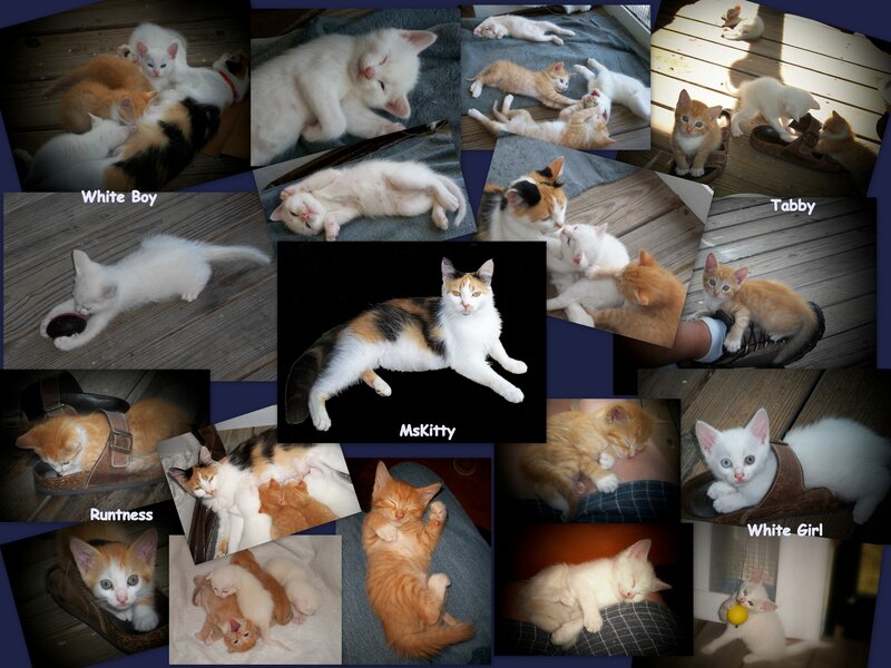 Kitten collage with names