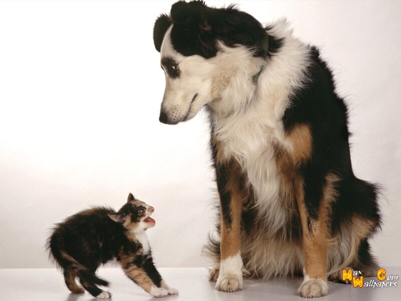 Kitten Confronting Dog — Black, Neutral