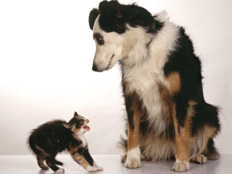 Kitten Confronting Dog — Black