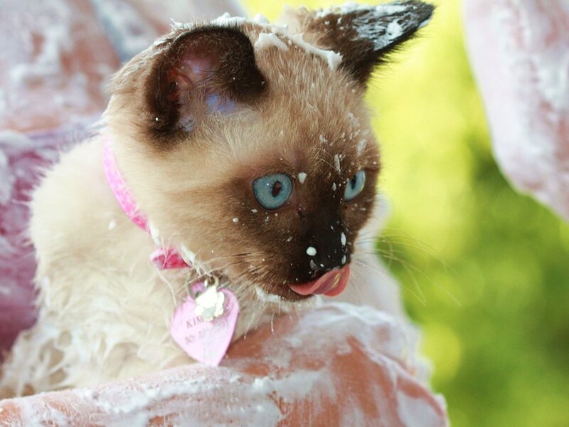 kitten covered in soap suds