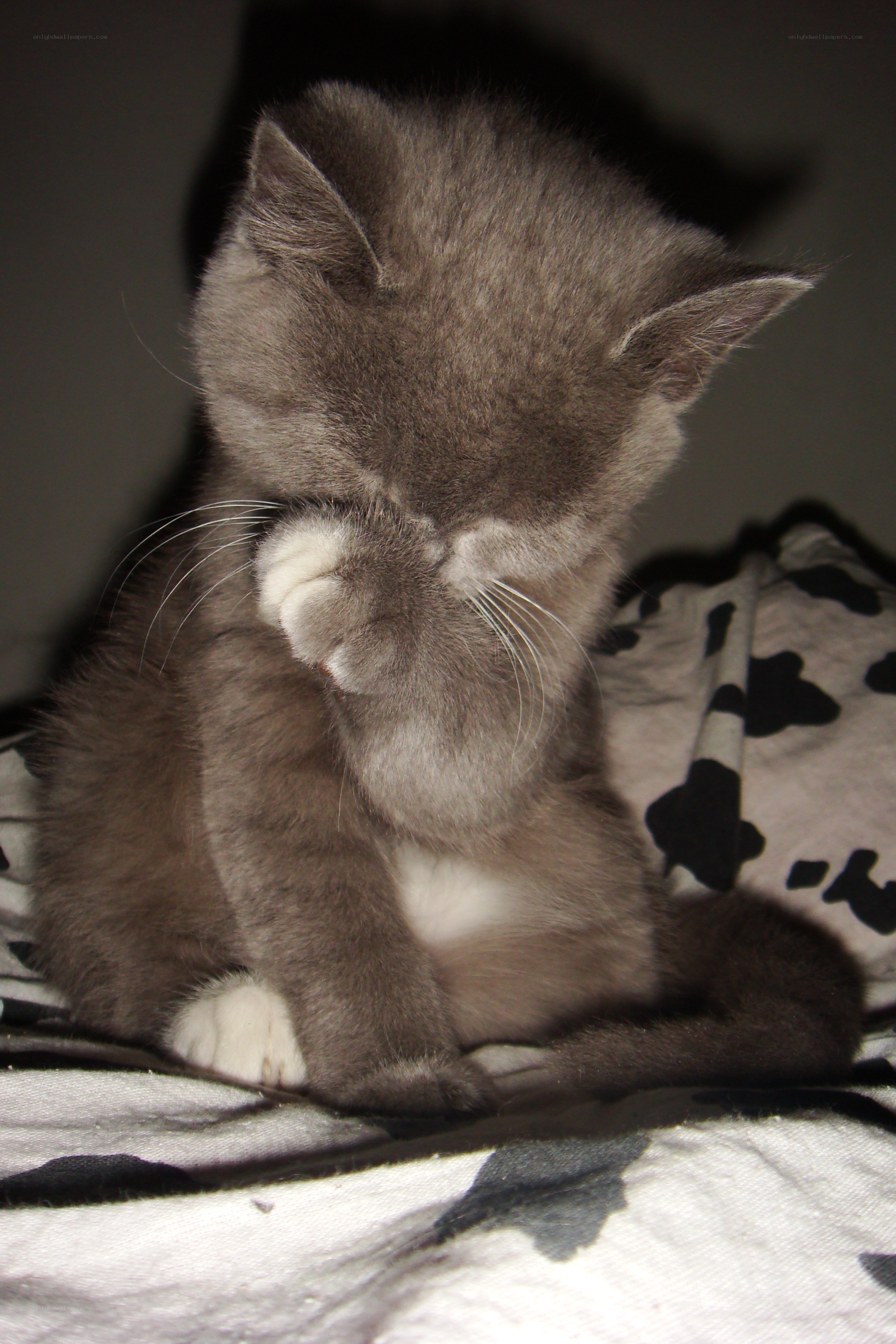 kitten covering face with paw