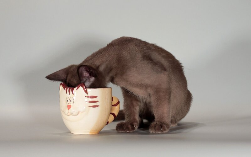 kitten drinking from cat mug