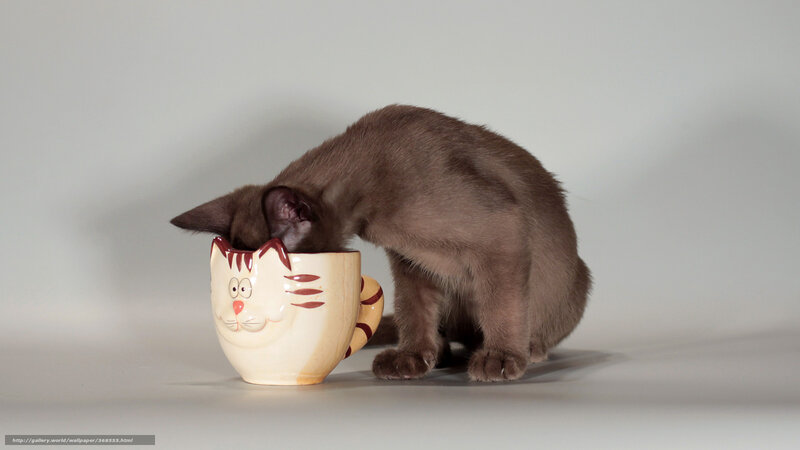kitten drinking from cat mug
