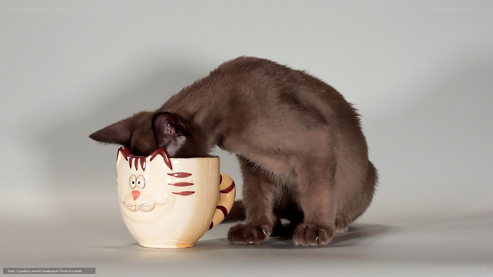 kitten drinking from cup